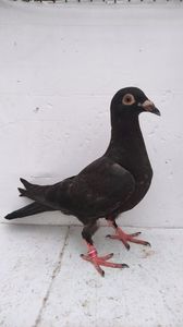 vandut