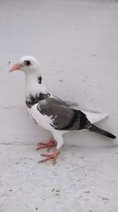 vandut