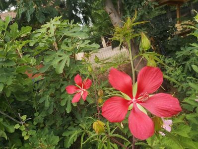 h coccineus rosu