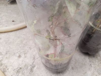 coperi rose incercari