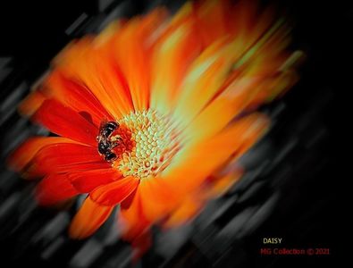 DAISY