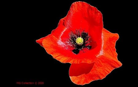 POPPY