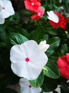 Vinca