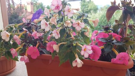 Jardiniera combinata