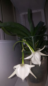 angraecum "Lady Lisa"x sesquipedale