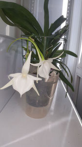 angraecum "Lady Lisa"x sesquipedale