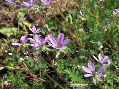 Flori de camp (m2)