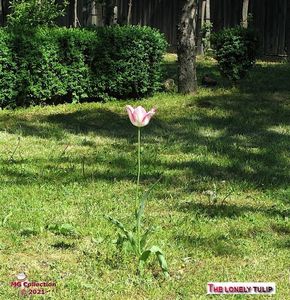 Lonely tulip (m2)
