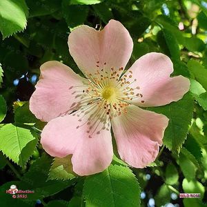 WildRose 2-80