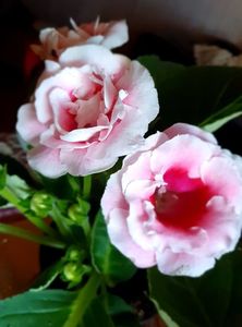 02.08.2022; Gloxinia
