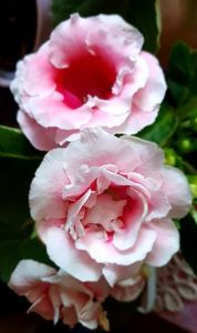 02.08.2022; Gloxinia
