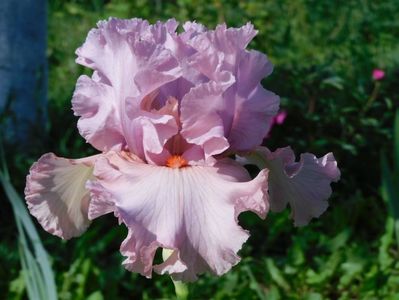 Albachiara
