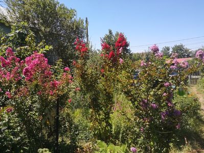 Pink Velour,Dinamite si Powhatan