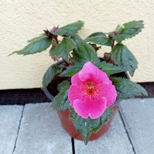 Arletta Pink