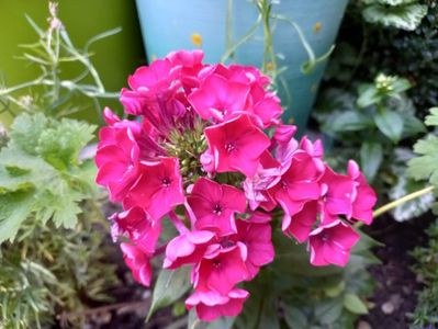 Phlox "Flame Red"