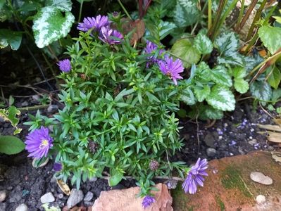 Aster "Magic Purple "