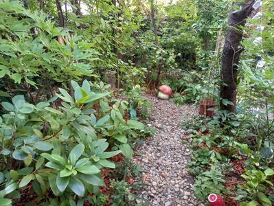 Aleea cu rhododendroni