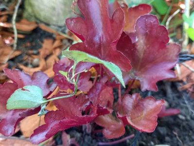 Heuchera "Peach Flambe"