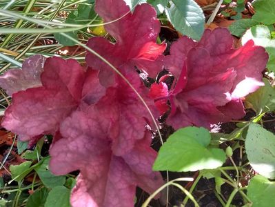 Heuchera "Berry Smoothie"