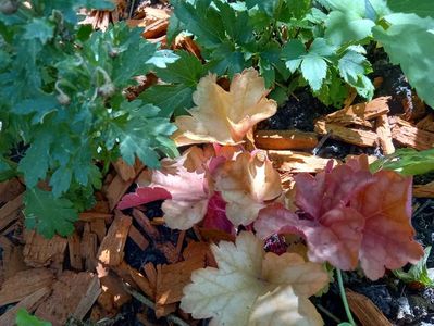 Heuchera "Rio"