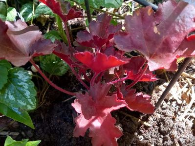 Heuchera "Cherry Cola"