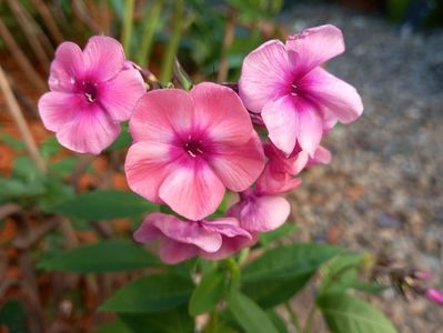 Phlox "Larissa", miroase a garofițe :-)
