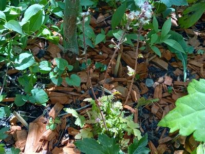 Tiarella "Angel Wings"