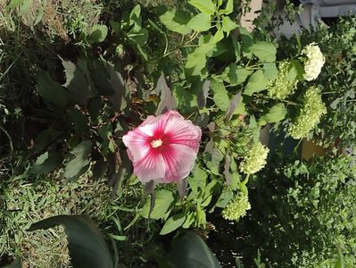 Hibiscus  starry starry night