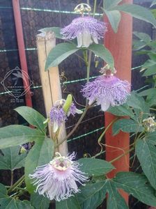 passiflora hibernica 4