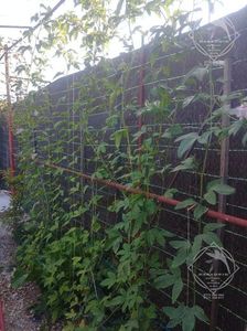 passiflora hibernica1l