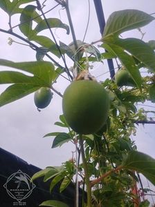 passiflora maracuia hibernica