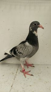 vandut