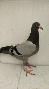 vandut