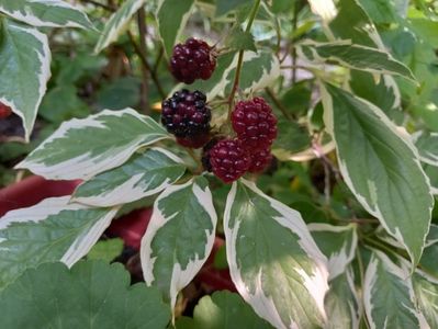 Cornus controversa variegata și mure fără spini