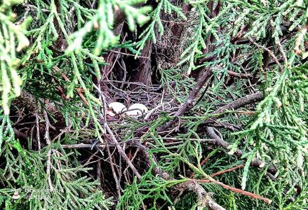 Cuib-nest