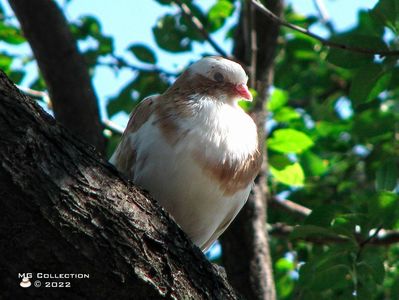 Porumbel