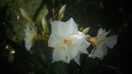 Multumesc,doamna a florilor!