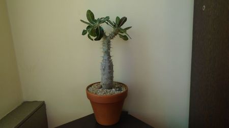; replantat in 2 iul. 2022
