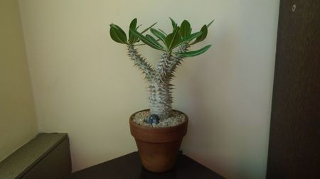; replantat in 2 iul. 2022
