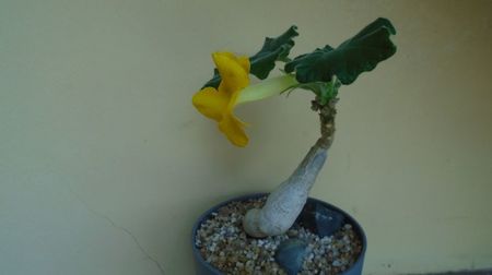 Uncarina roeoesliana