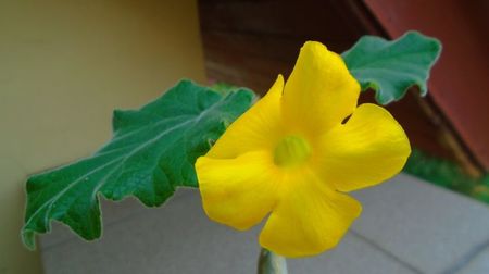 Uncarina roeoesliana
