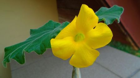 Uncarina roeoesliana