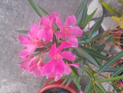 Din prea plinul unui suflet special! Calde multumiri!