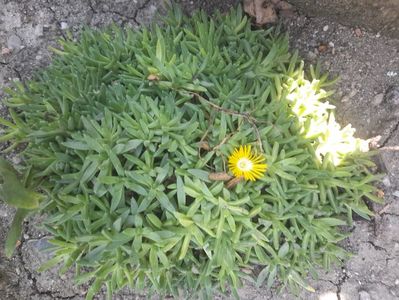 Din prea plinul unui suflet special! Calde multumiri!