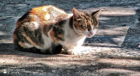 Pusa 1