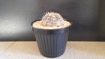 Gymnocalycium nataliae