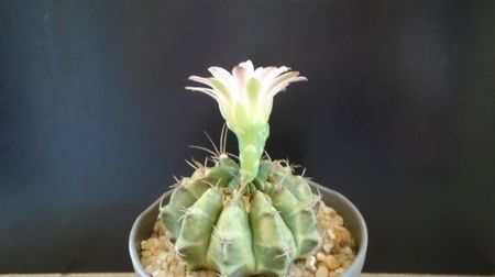 Gymnocalycium sp.