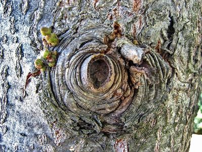 Tree eye