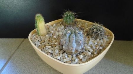 Grup de 4 Echinopsis; replantati in 15 iul. 2022
Acanthocalycium (Echinopsis) thionanthum
Acanthocalycium (Echinopsis) glaucum
Acanthocalycium (Echinopsis) munitum
Echinopsis hb. f. variegata
