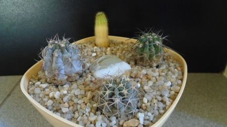 ; replantati in 15 iul. 2022
Acanthocalycium (Echinopsis) thionanthum
Acanthocalycium (Echinopsis) glaucum
Acanthocalycium (Echinopsis) munitum
Echinopsis hb. f. variegata
